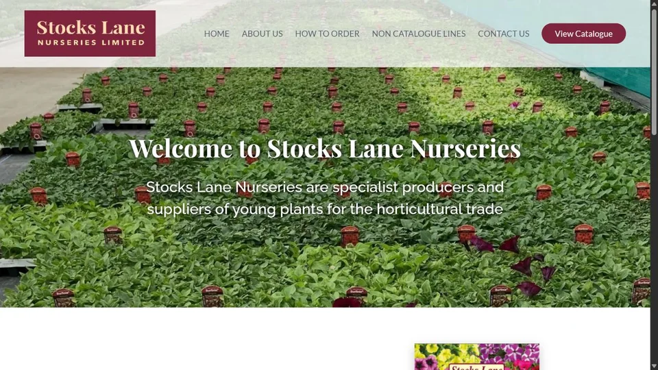 Stocks Lane Nurseries website homepage preview